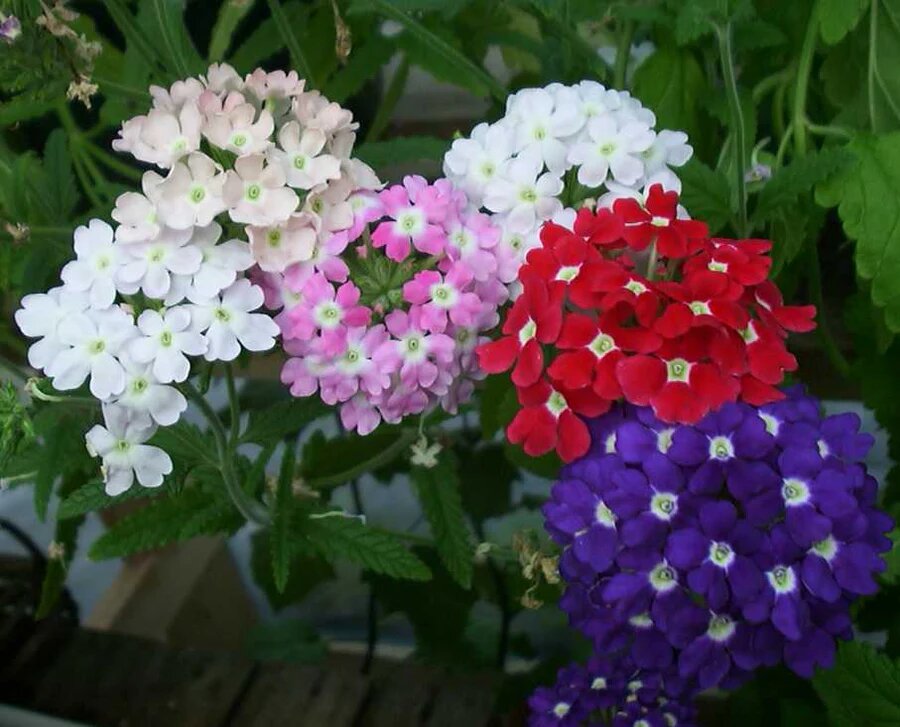 Mixed Verbena Flower Seeds Perennial – Heirloom, Non-GMO, High Germination Seeds