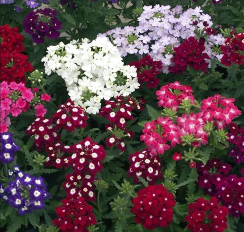 verbena obsession flower seeds
