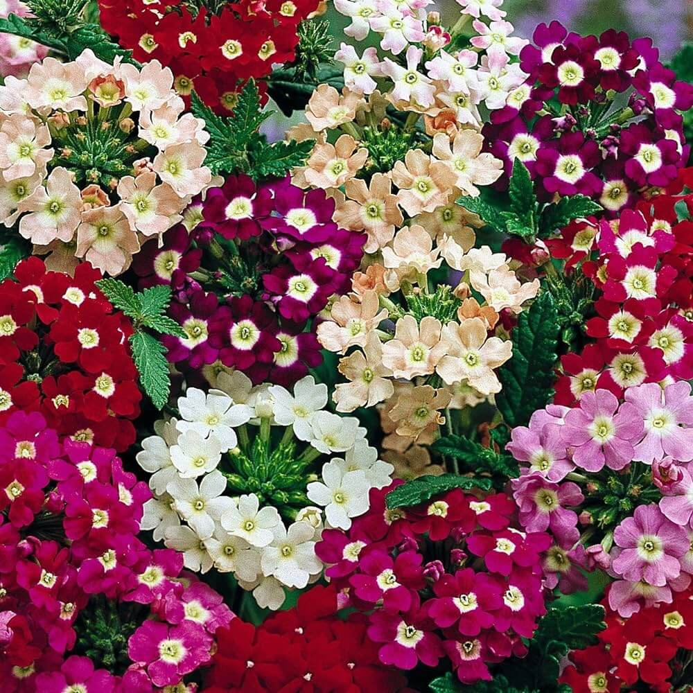 Mixed Verbena Flower Seeds – Heirloom, Non-GMO, High Germination Seeds