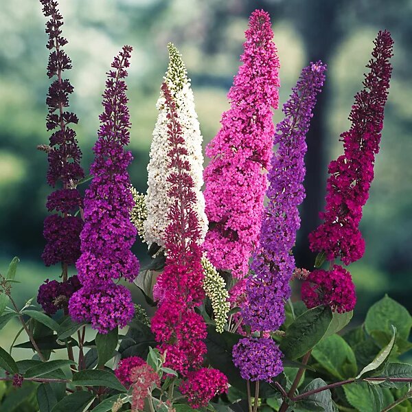 Mixed Buddleja Flower Seeds – Heirloom, Non-GMO, High Germination Seeds for Planting