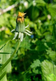 Green Dandelion Flower Seeds – Heirloom, Non-GMO, High Germination Organic Seeds