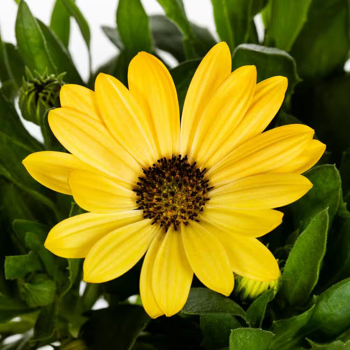 Freshpcs Yellow Osteospermum Flower Seeds Heirloom Non-GMO High Germination Organic Seeds