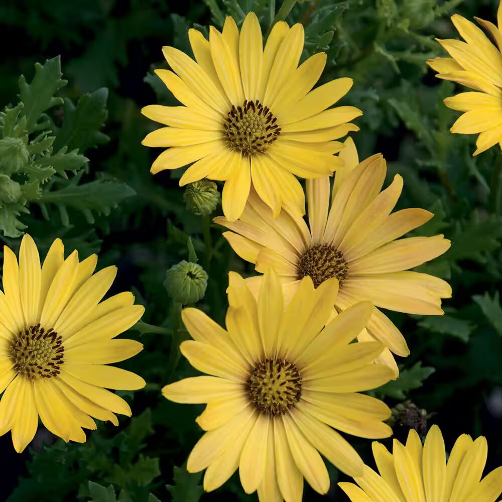 Freshpcs Yellow Osteospermum Flower Seeds Heirloom Non-GMO High Germination Organic Seeds