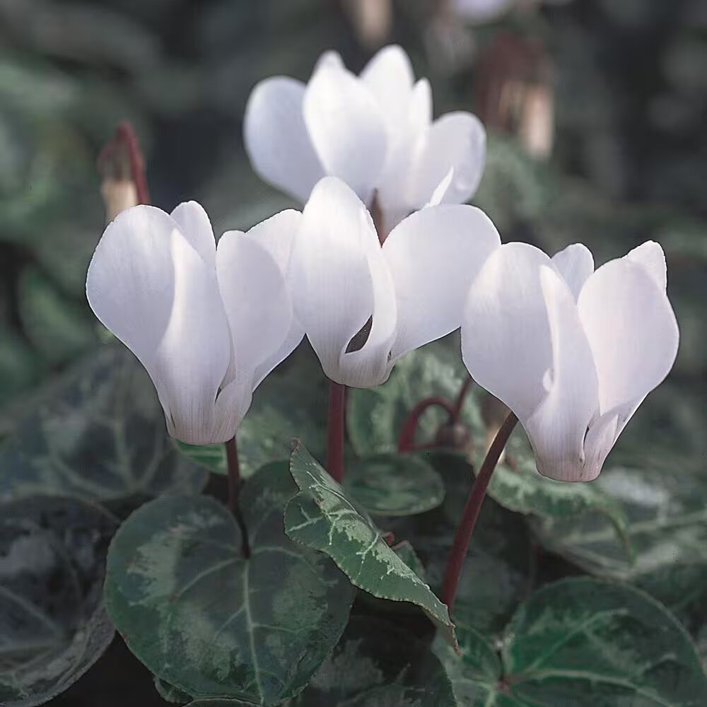 White Cyclamen Flower Seeds for Planting – Heirloom Non-GMO High Germination Seeds