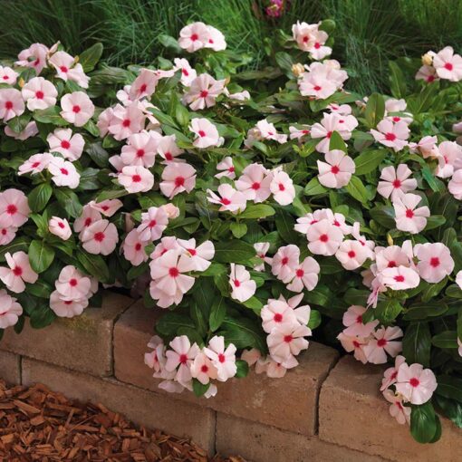 vincaapricotimportedheirloomnongmohighgerminationorganicgarden flower seeds