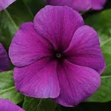 vincablueberryimportedheirloomnongmohighgerminationorganicgarden flower seeds