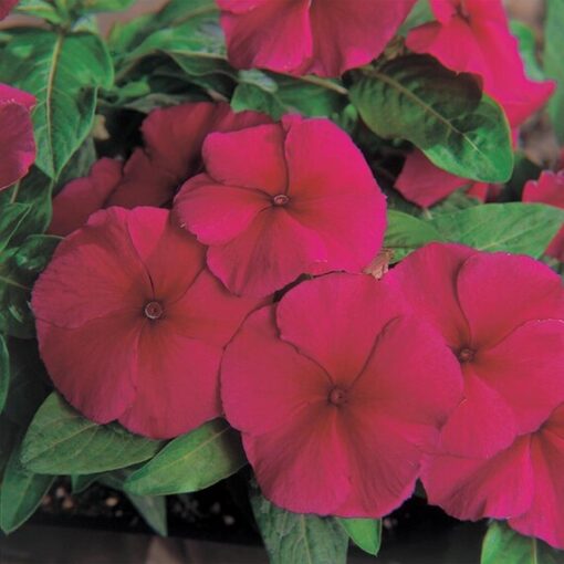 vinca burgundy flower seeds