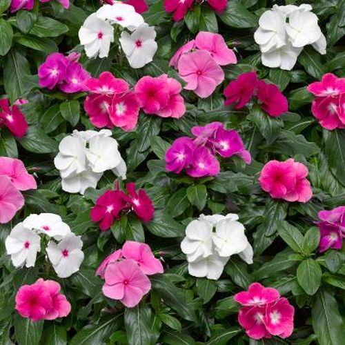 vinca cora flower seeds