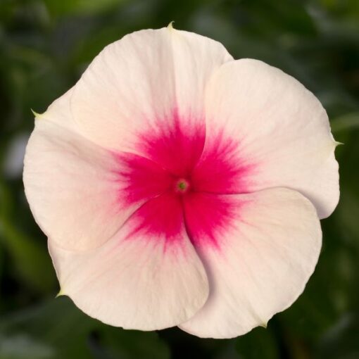 vinca cora flower seeds