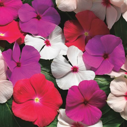 vinca cora flower seeds