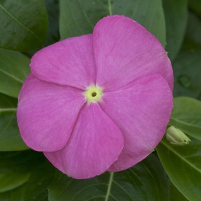 pink vinca flower seeds