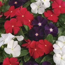vincajamsnjellisimportedheirloomnongmohighgerminationorganicgarden flower seeds