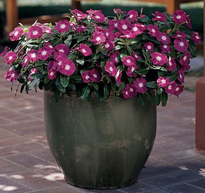 vinca pacifica flower seeds