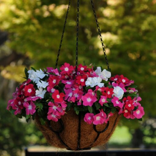 vinca trailing flower seeds
