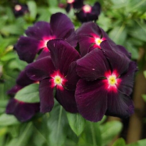 black vinca flower seeds