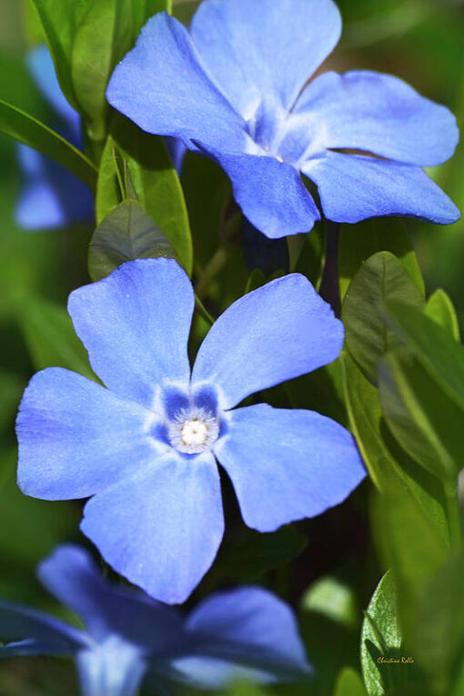 vincamoanablueopenpollinatedheirloomnongmohighgerminationorganicgarden flower seeds