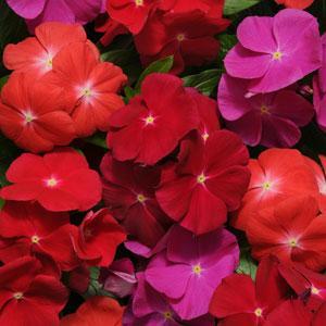 vinca pacifica flower seeds