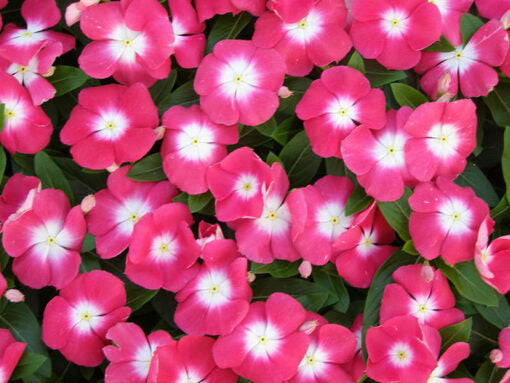 red vinca flower seeds