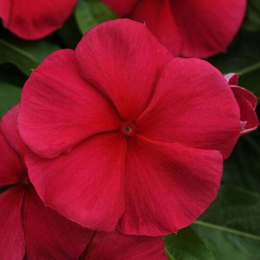 vincadarkredimportedheirloomnongmohighgerminationorganicgarden flower seeds