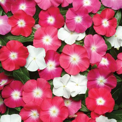 vincapacificahaloxpimportedheirloomnongmohighgerminationorganicgarden flower seeds
