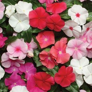 vinca pacifica flower seeds