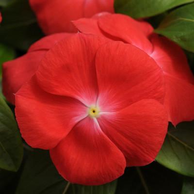 orange vinca flower seeds