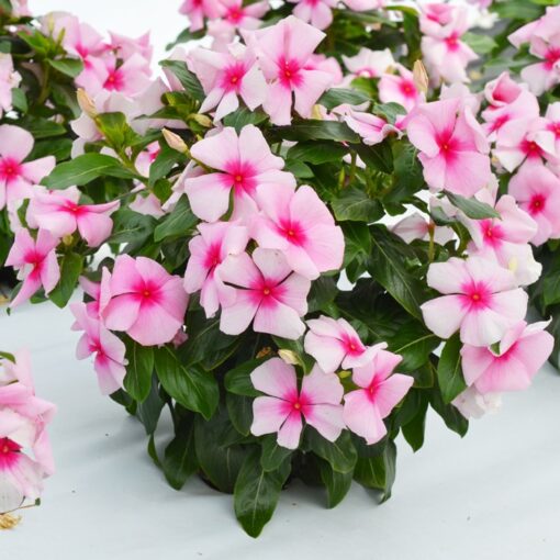 vinca blush flower seeds