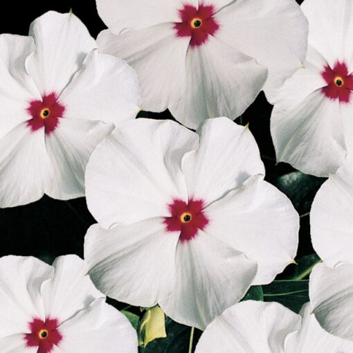 vincapolkadotimportedheirloomnongmohighgerminationorganicgarden flower seeds