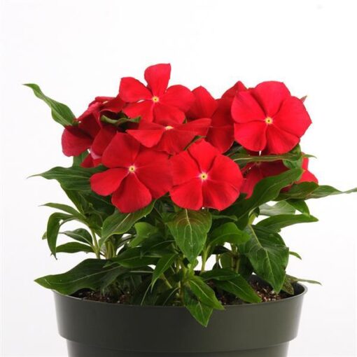 vincaredreallyimportedheirloomnongmohighgerminationorganicgarden flower seeds