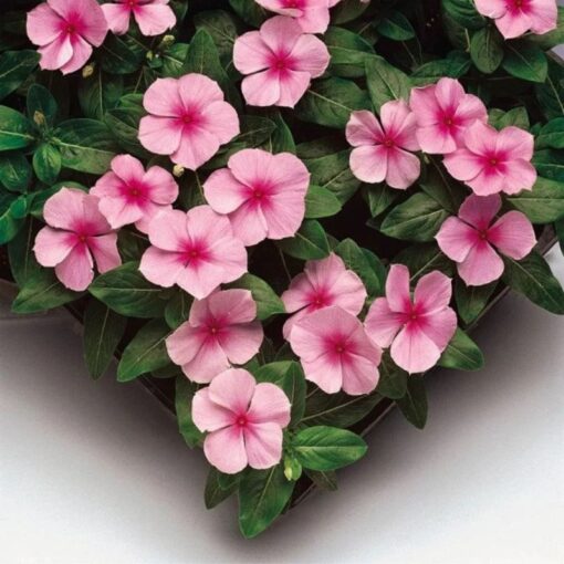 vinca sunstorm flower seeds