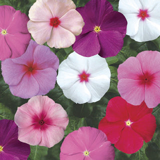 vincasunstormimportedheirloomnongmohighgerminationorganicgarden flower seeds