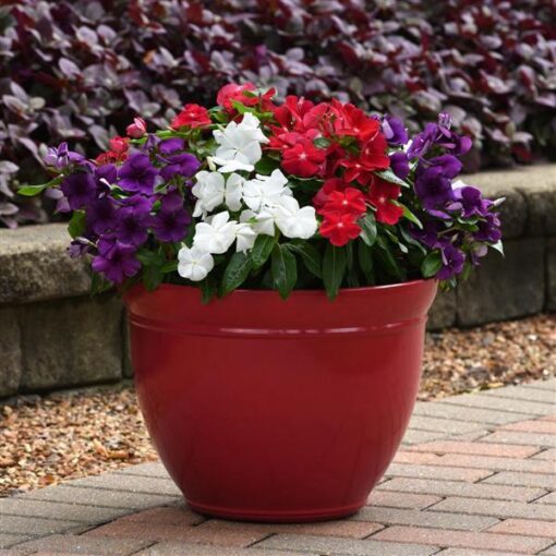vincatattooamericanpieheirloomnongmohighgerminationorganicgarden flower seeds
