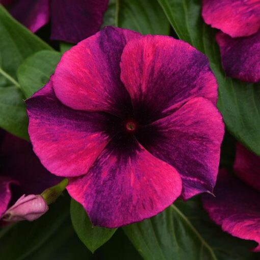 vinca tattoo flower seeds