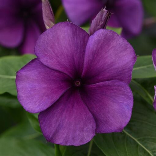 vinca tattoo flower seeds