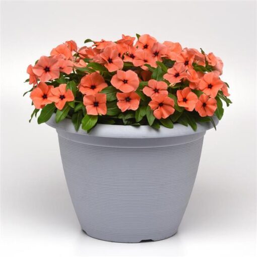 orange vinca flower seeds