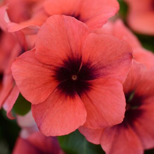 vinca tattoo flower seeds