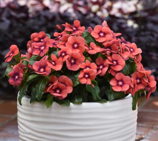 vincatattootangerineimportedheirloomnongmohighgerminationorganicgarden flower seeds