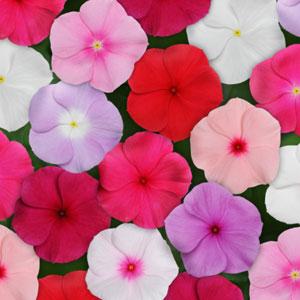 vinca titan flower seeds