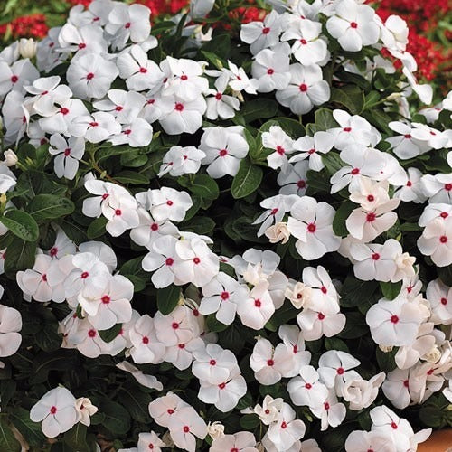vinca victory flower seeds
