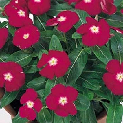vinca victory flower seeds