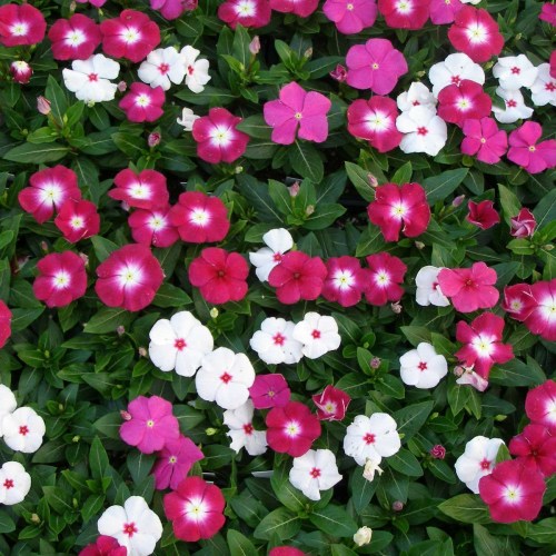 vincavictoryimportedheirloomnongmohighgerminationorganicgarden flower seeds