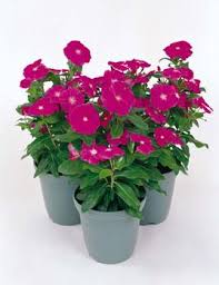 purple vinca flower seeds