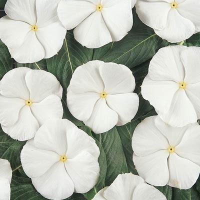vincawhiteimportedheirloomnongmohighgerminationorganicgarden flower seeds