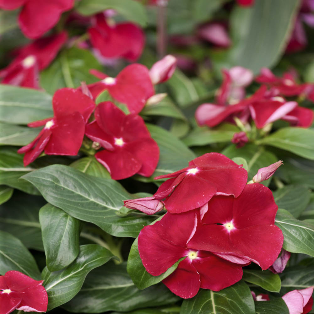 red red flower seeds