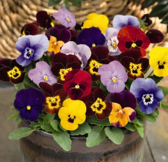 violaadmireimportedheirloomnongmohighgerminationorganicgarden flower seeds