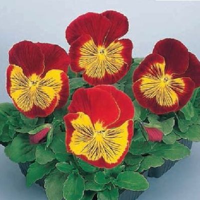 viola wittrockiana flower seeds
