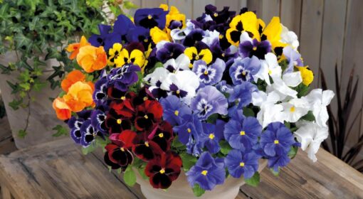 viola inspire flower seeds