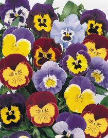 viola joker flower seeds