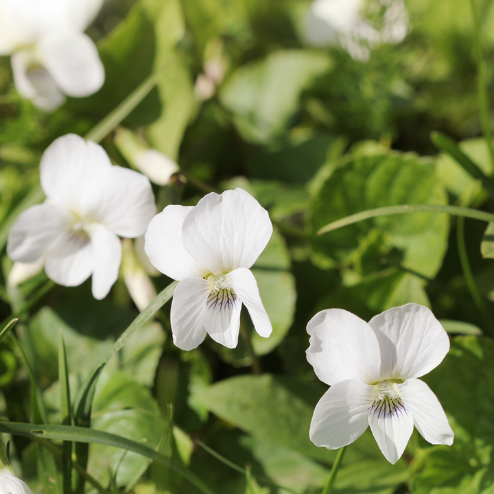 White Viola Flower Seeds – Heirloom Non-GMO High Germination Organic Garden Seeds