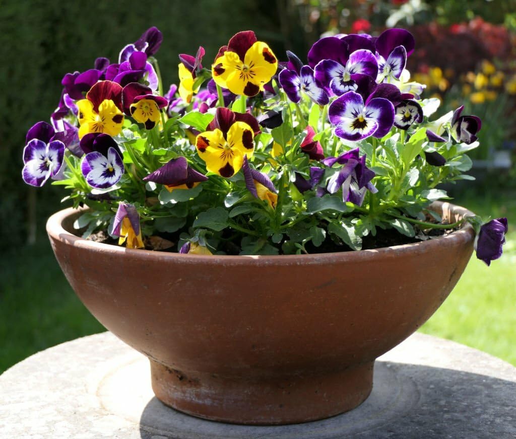 Viola Pansy herb seeds
